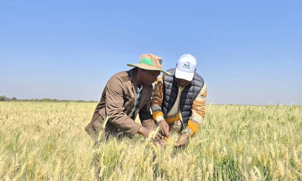 AMA Irrigation Projects Transform Agriculture in MashCentral